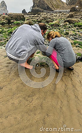 Father and Child Inspect Tide Pool for sea life at the beach Stock Photo