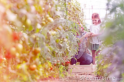 Father giving organic tomato to daughter at farm Stock Photo