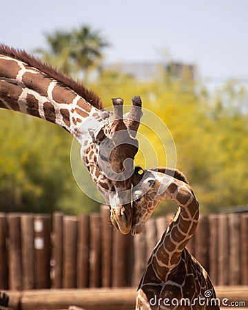 Father and son giraffe nuzzle Stock Photo