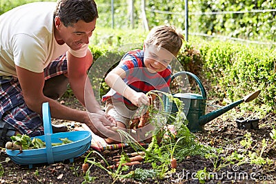 Father And Son Harvesting Carrots On Allotment Stock Photo