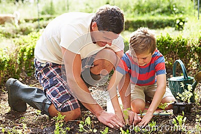 Father And Son Planting Seedling In Ground On Allotment Stock Photo