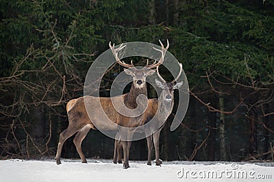 Father And Son:Two Generations Of Noble Deer Stag. Two Red Deer Cervus Elaphus Stand Next The Winter Forest. Winter Wildlife St Stock Photo