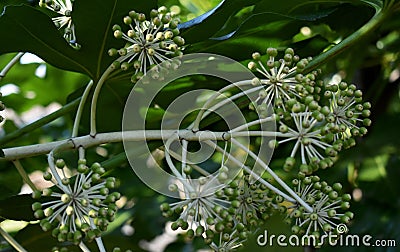 Fatsia Japonica plant, growing in the garden. Stock Photo