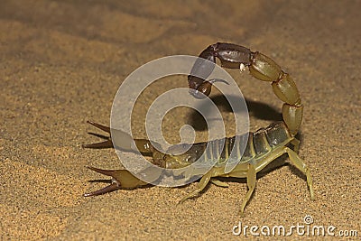 Fattail scorpion or fat-tailed scorpion . Androctonus sp., Jaisalmer, Rajasthan, India Stock Photo