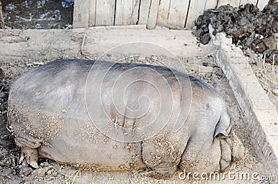 The fattened fat pig of the Vietnamese breed is visibly invisible. The concept of home breeding pigs Stock Photo