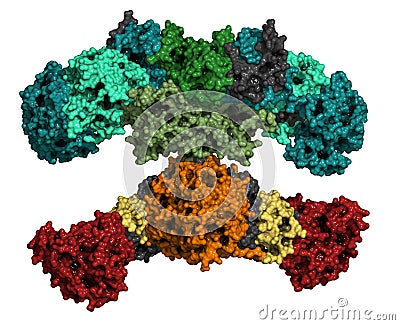 Fatty acid synthase (FAS) enzyme. Responsible for the synthesis of fatty acids Stock Photo