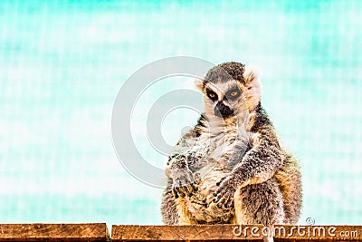 Fatty funny lemur Stock Photo