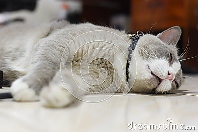 Fatty grey cat is sleeping on the floor Stock Photo