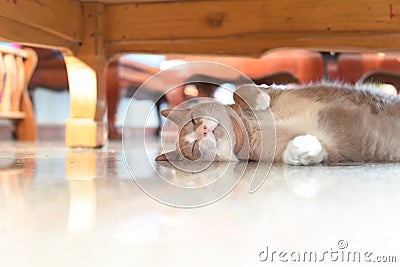 Fatty grey cat is sleeping under table Stock Photo