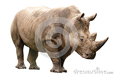 Fauna of the African savanna, endangered species and large mammals concept theme with an adult rhino isolated on white background Stock Photo