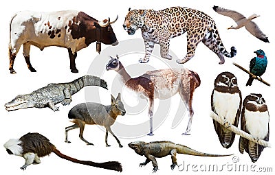 Fauna of South America isolated Stock Photo