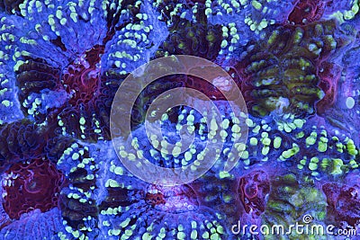 Favia coral colony macro photo. Stock Photo