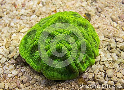 Favia coral. Stock Photo