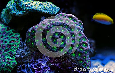 Brain LPS Coral, Favites in saltwater reef aquarium tank Stock Photo