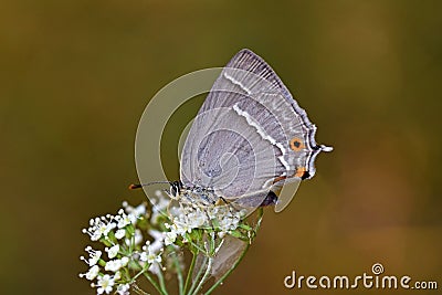 Favonius quercus , The Purple Hairstreak butterfly Stock Photo