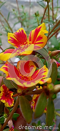 favorite flower in the garden of the house From angle front view Stock Photo