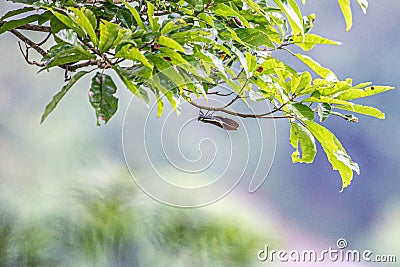 Favorite hot insect - cicada Stock Photo