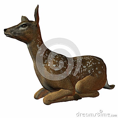 Fawn Stock Photo