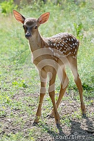 Fawn Stock Photo