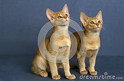 Fawn Abyssinian Domestic Cat, Kittens against Blue Background Stock Photo