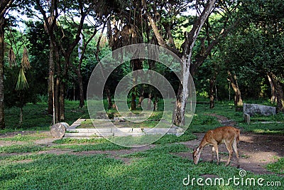 A Fawn in Alas Purwo national park Stock Photo