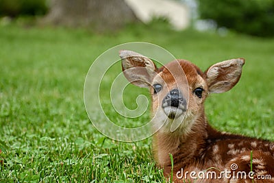 The fawn Stock Photo