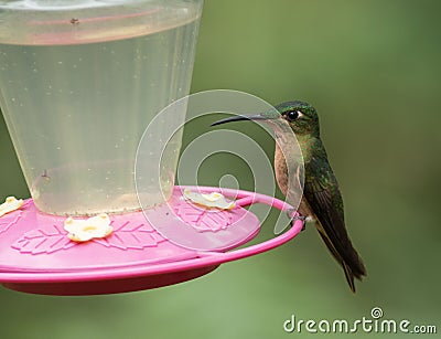 Fawn-breasted Brilliant(heliodoxa rubinoides) Stock Photo