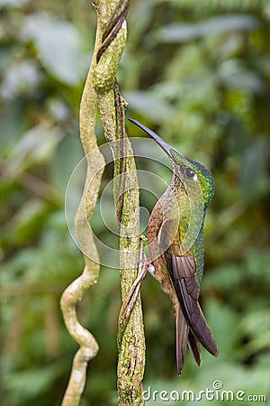 Fawn-breasted Brilliant Hummingbird - Mindo Cloud Forest - Ecuador Stock Photo
