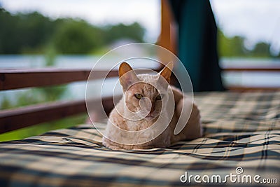 Fawn Cornish Rex cat with a gaze lies on the background of a blurred landscape. Close-up. Selective focus Stock Photo