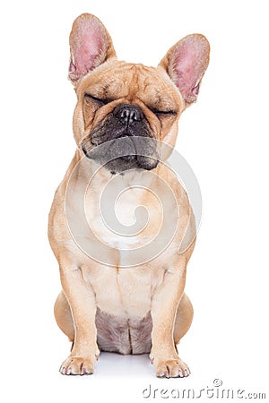 Fawn french bulldog Stock Photo