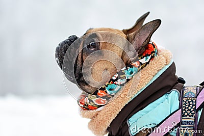 Fawn French Bulldog dog with black mask wearing warm winter clothes in snow Stock Photo