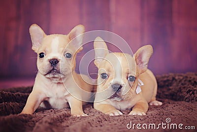 Fawn french bulldog puppies Stock Photo