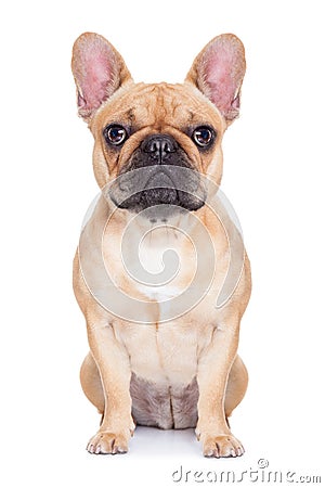 Fawn french bulldog Stock Photo