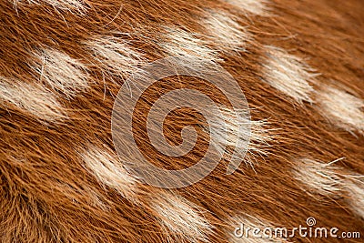 Fawn fur Stock Photo