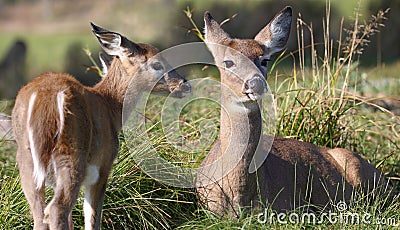 Fawn and mother deer during summer Stock Photo