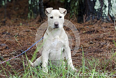 Fawn pitbull puppy dog, pet rescue adoption photography Stock Photo