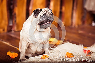 Fawn pug dog sits on the furs at the wooden boards background an Stock Photo