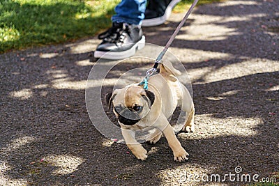 A Fawn Pug Puppy Enjoying a Walk in the Park. Stock Photo