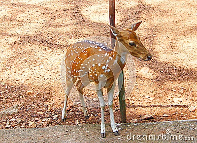 A Fawn of a Spotted Deer/Chital/Cheetal/Axis axis Stock Photo