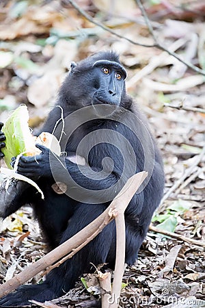 feamle with baby Crested black macacue, Macaca nigra, on the tree, Tangkoko National Park, Sulawesi, Indonesia Stock Photo