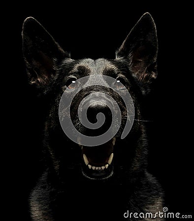 Fearful black German Shepherd Dog in dark studio Stock Photo