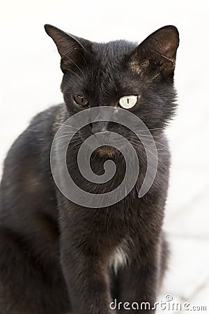 Fearless cat with defferent color eyes Stock Photo