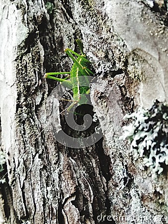 Fearless insect. Green. Stock Photo