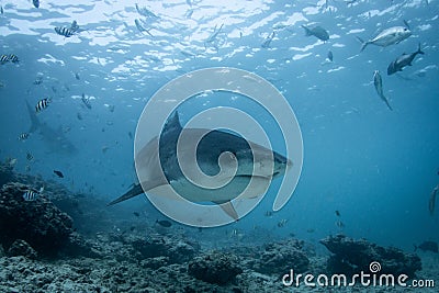 Tiger Shark - Galeocerdo cuvier Stock Photo