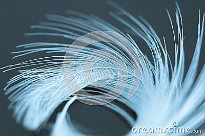 Feather Stock Photo