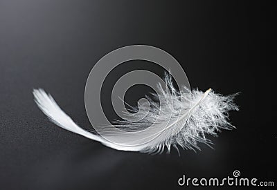 Feather Stock Photo