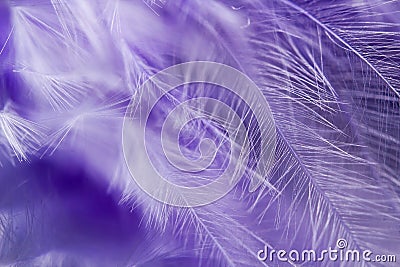 Feather abstract Stock Photo
