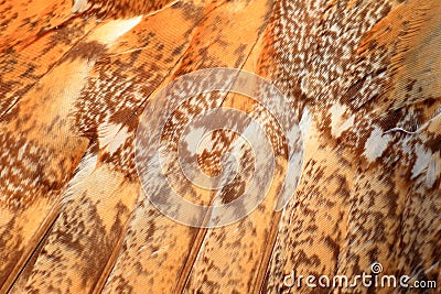 Feather of Barn Owl Stock Photo