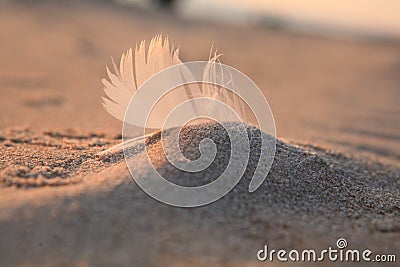 feather Beach coast sand Baltic sea Stock Photo