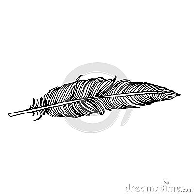 Feather of bird doodle hand drawn Vector Illustration